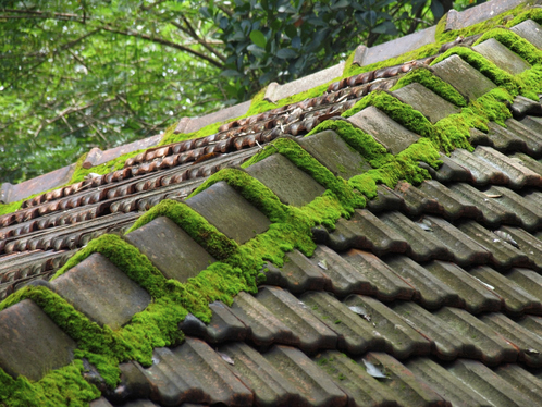 Démoussage de toiture à Montbouton